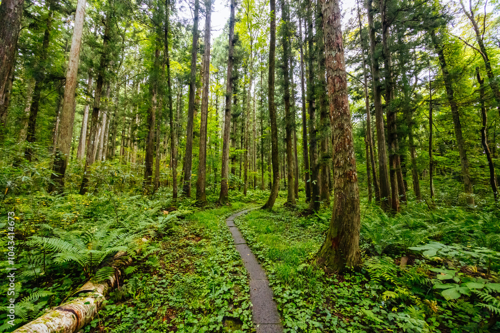 Obraz premium Walking Trail Near Togakushi Shrine in Japan