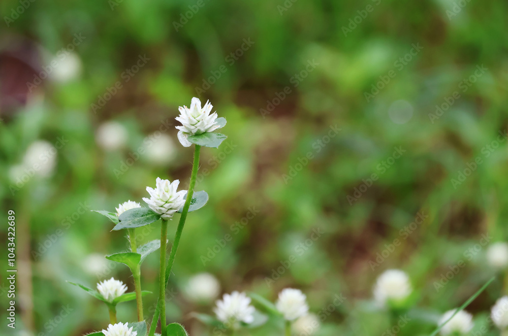 Wild Amaranth Small white flowers, green leaves wet from rainwater. green background
Wild Amaranth Small white flowers, green leaves wet from rainwater. green background