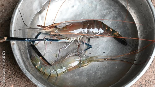 live fresh shrimps on an aquarium sold on a fish wet market photo