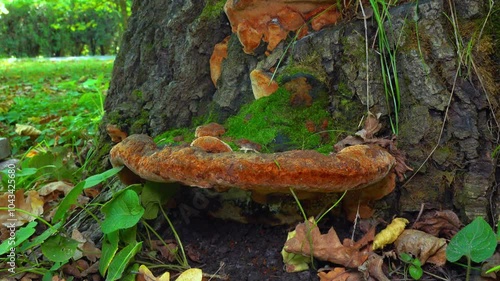 Phellinus robustus - saprophytic wood fungus on an old oak tree stump in a garden photo