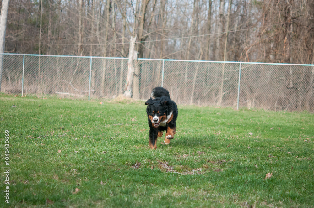 Happy Bernese Mountain Dog running in the back yard Happy Bernese Mountain Dog running in the back yard