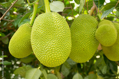 Group of vibrant green jackfruits on a tree in a lush tropical garden, economic crops, harvest season