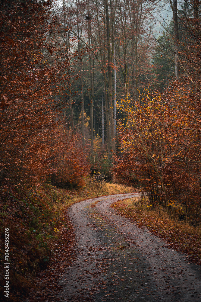 Fototapeta premium Winding Forest Path in Autumn – Serene Journey through Fall Foliage