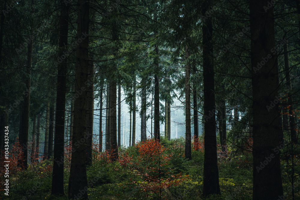 Obraz premium Enchanting Forest Scene with Autumn Colors and Tall Pines