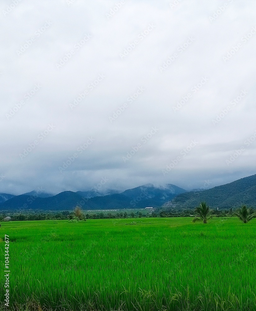 Obraz premium field and sky