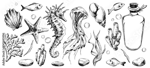 Seahorse and jellyfish with shells, starfish, seaweed, corals, sea sponges, fish and pebbles, glass bottle. Hand drawn graphic illustration in black and white color line art Set of individual elements