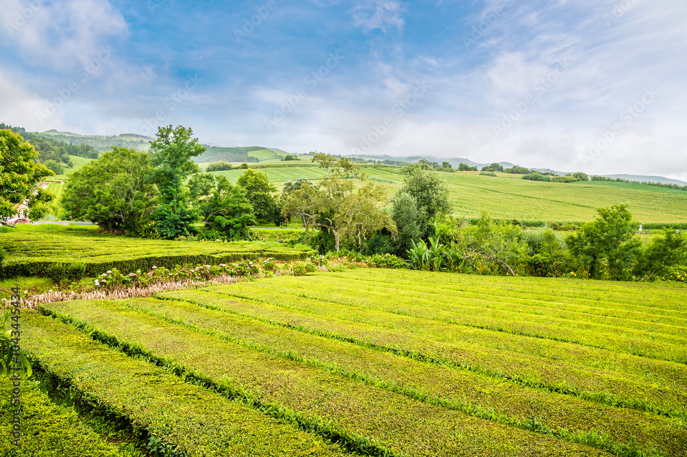 A view across the harvested fields at the tea plantation at Gorreana on the island of San Miguel in the Azores in summertime A view across the harvested fields at the tea plantation at Gorreana on the island of San Miguel in the Azores in summertime