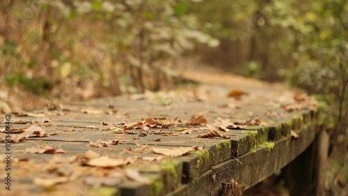 Close-up of bicycle wheel passing over a wooden trail covered with autumn leaves in a forest photo