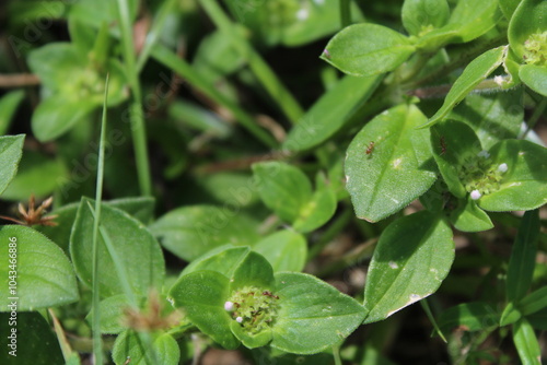 Wallpaper Mural Close-up and nature-based pictures Torontodigital.ca