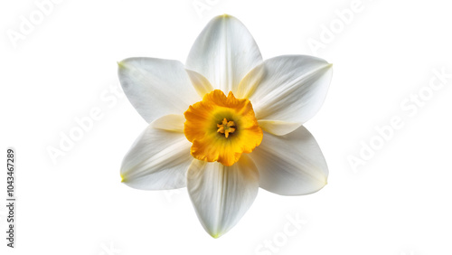 wild narcissus flower isolated on transparent background