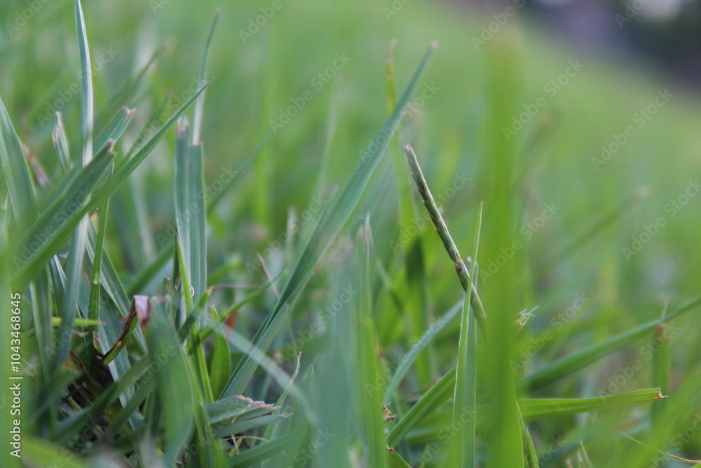 Close-up and nature-based pictures