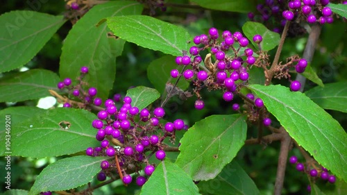 Beautyberry Callicarpa dichotoma - purple fruits on an ornamental shrub in autumn in a park in Odessa, Ukraine photo