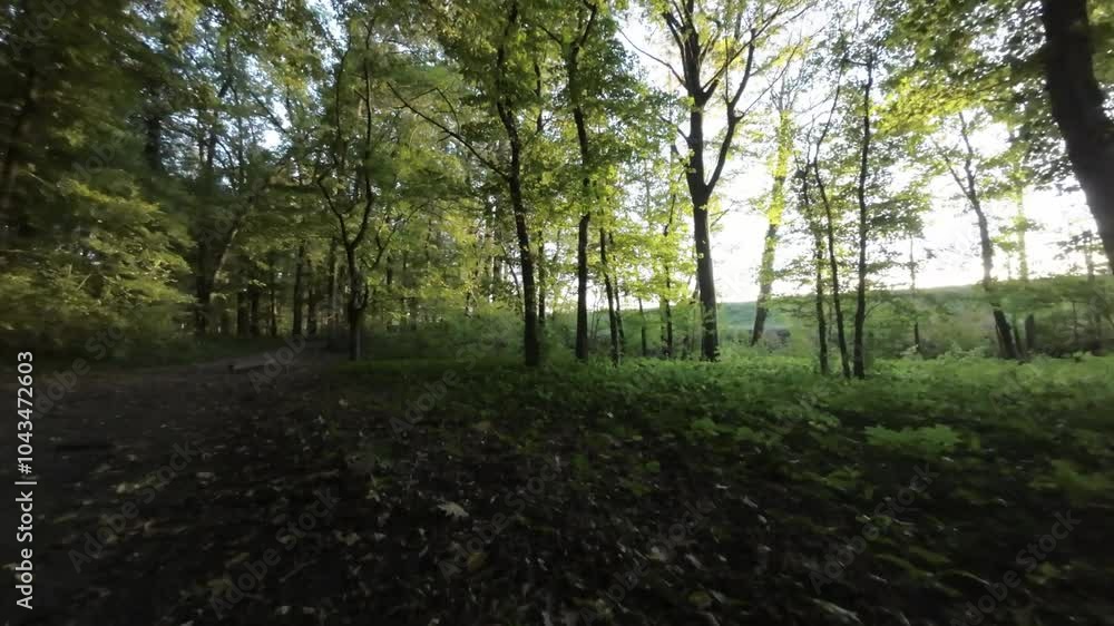 This is a first-person view FPV video of a drone flying through a dense autumn forest. The video is taken from the perspective of the drone, and it shows the lush green trees and the bright yellow and This is a first-person view FPV video of a drone flying through a dense autumn forest. The video is taken from the perspective of the drone, and it shows the lush green trees and the bright yellow and
