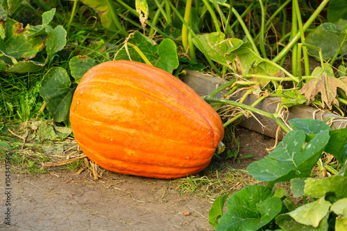 Wallpaper Mural Big orange ripe pumpkin in the garden autumn, harvest Torontodigital.ca