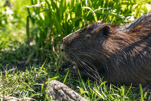 Nutria on banks of canal, search for food. Nutria in green grass. The black nutria took refuge in the thick grass. Protected area with wild animals. Petting zoo.