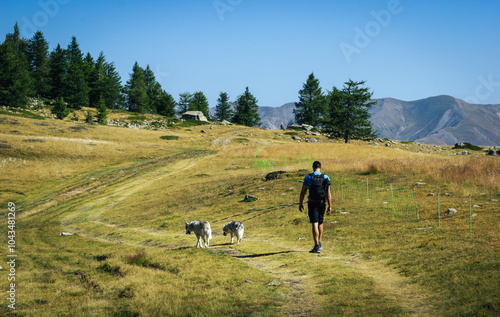Male hiker with siberian husky dogs in Col du Lauzet of Saint-Crepin. Hautes-Alpes, Alps, France