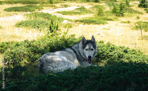 Siberian Husky lying down on the grass 