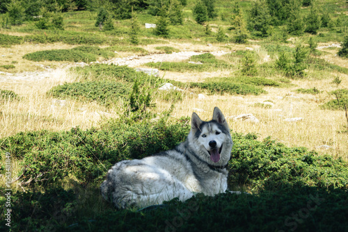 Siberian Husky lying down on the grass 