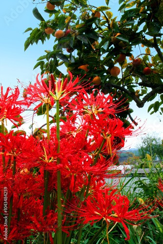 ヒガンバナと柿、彼岸花、日本の秋、曼珠沙華、Autumn in Japan, red spider lily