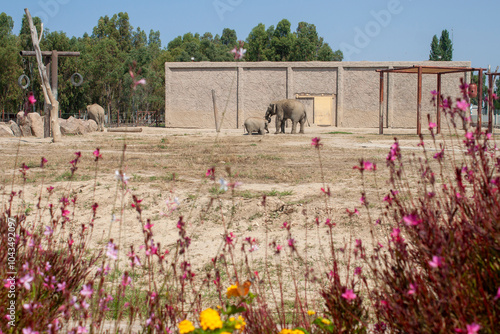Elephant / Natural life par...