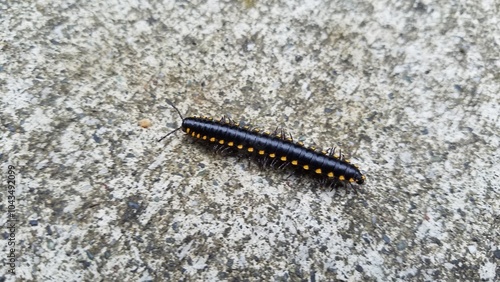 A Yellow Spotted Millipede Moving across a Sidewalk, Seattle, Washington  photo