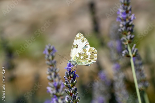 Butterfly. Eastern Bath Whi...