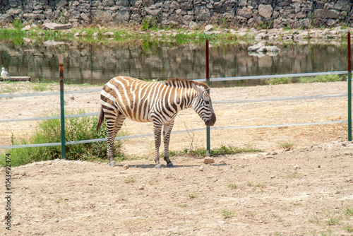 Natural life park (dogal ya...