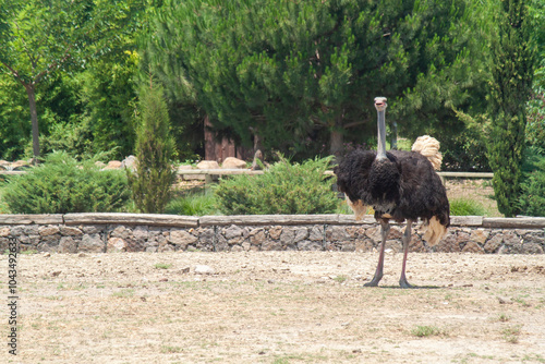 Natural life park (dogal ya...