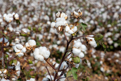 Obraz na płótnie Agriculture in cotton field, Izmir - Turkey w salonie