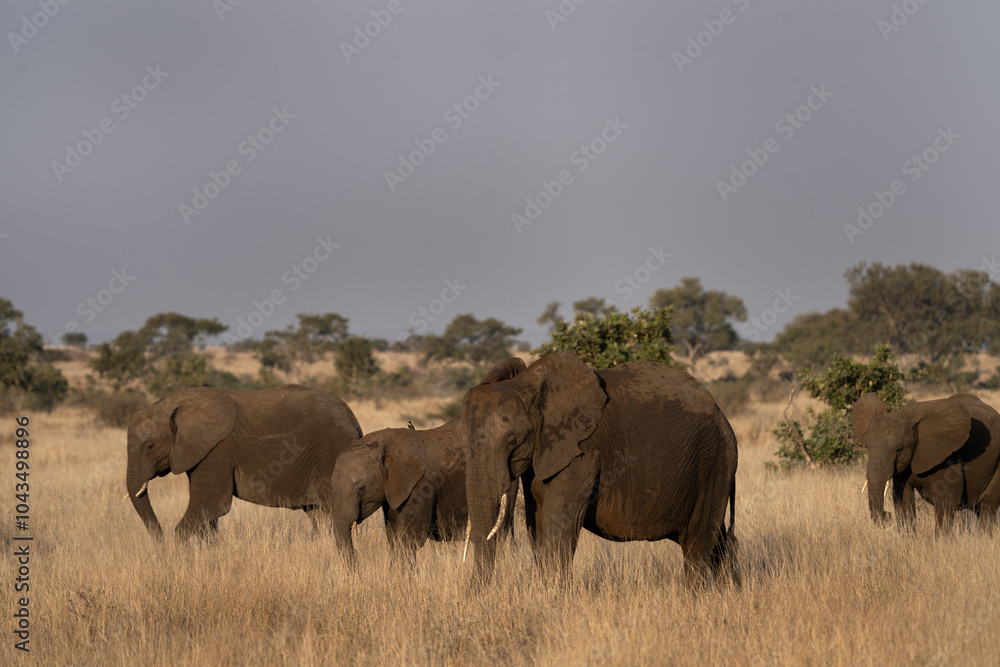 Obraz premium Family of african elephant near the water dam. Herd of elephants with small calf. Safari in Kruger national park. 