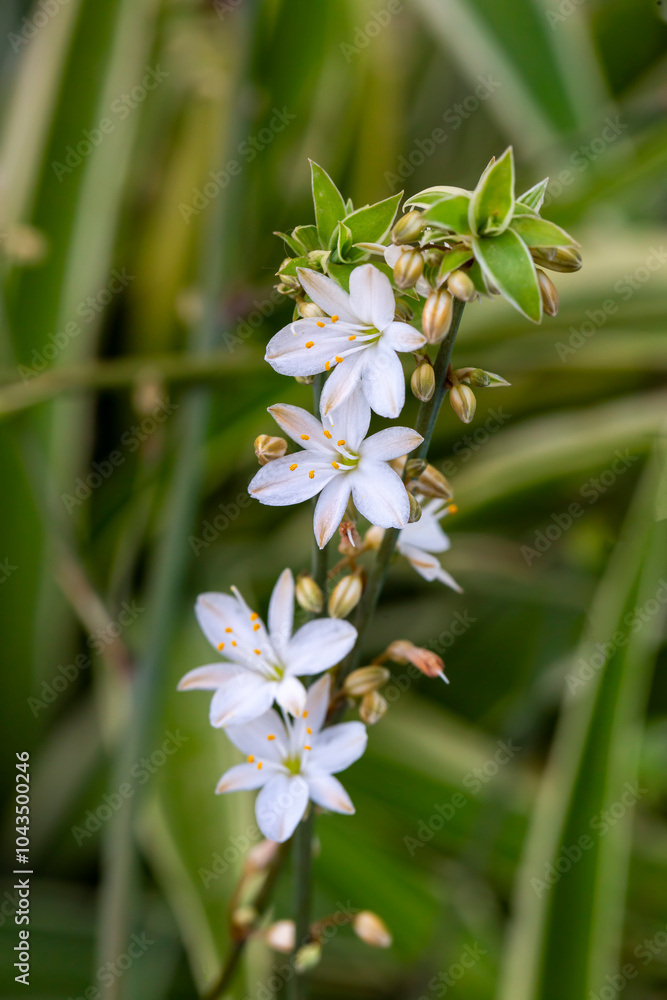 Chlorophytum comosum (spider plant, common spider plant, spider ivy, airplane plant, ribbon plant)
