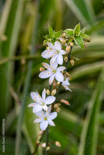Obraz na płótnie Chlorophytum comosum (spider plant, common spider plant, spider ivy, airplane plant, ribbon plant) w salonie