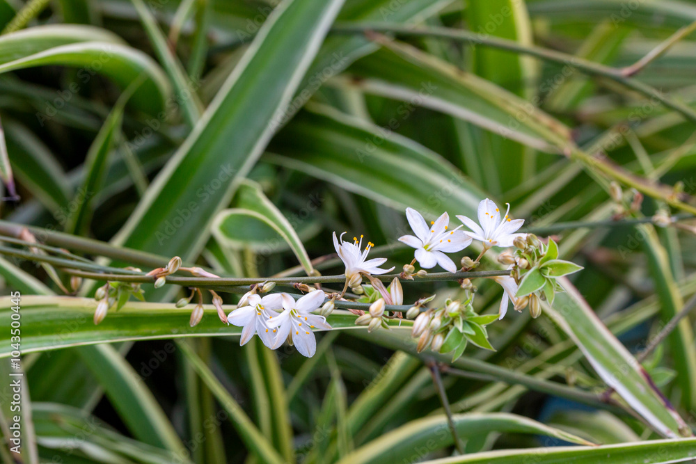 Chlorophytum comosum (spider plant, common spider plant, spider ivy, airplane plant, ribbon plant)