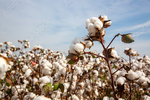 Cotton field (Turkey - Izmi...
