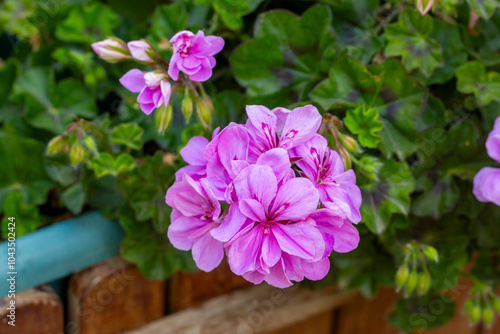 Pelargonium peltatum is a scrambling perennial plant with shallow somewhat fleshy leaves, sometimes with a differently coloured semicircular band, that has been assigned to the cranesbill family.