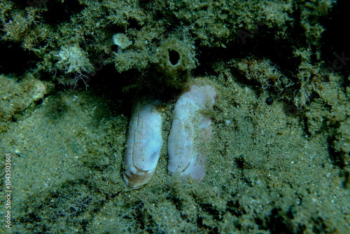 Rosy razor clam or scraper clam (Solecurtus strigilatus) shell undersea, Aegean Sea, Greece, Halkidikii, Pirgos beach photo