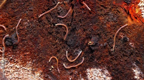 Blaniulus  guttulatus - Millipedes on an old oak tree stump in the garden, Ukraine photo