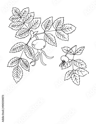 Rose hip flowers and fruits. Sketch botany line vector drawing