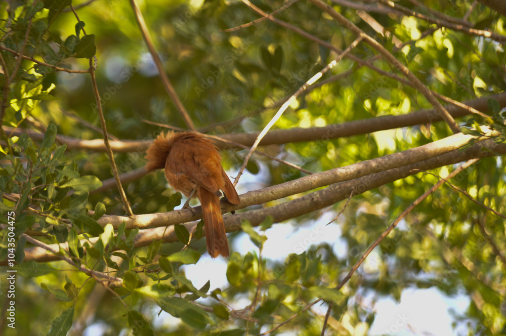 Fototapeta premium Natureza Viva