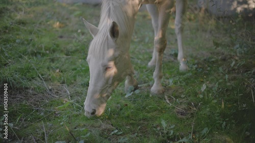 Mustang horse breed. A beautiful white horse in the field is eating grass. White horse eats green grass in the field at sunset. Slow motion