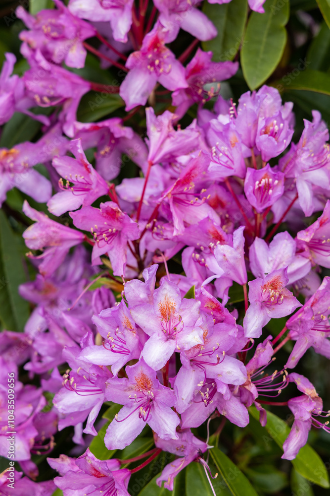 Close-Up of Wild Pink Rhododendron Flowers in Full Bloom Close-Up of Wild Pink Rhododendron Flowers in Full Bloom