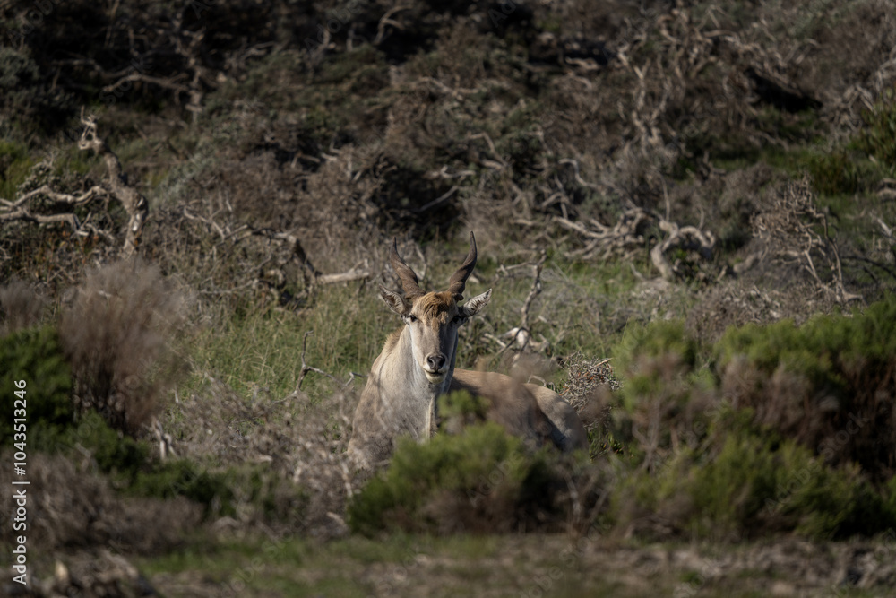 Common eland in Cape of Good Hope national park. Eland is resting among bushes. The biggest antelope in Africa. Common eland in Cape of Good Hope national park. Eland is resting among bushes. The biggest antelope in Africa.