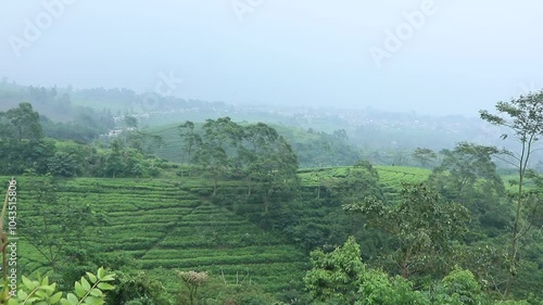 Expansive Tea Plantations of Subang: A Scenic Landscape

 photo