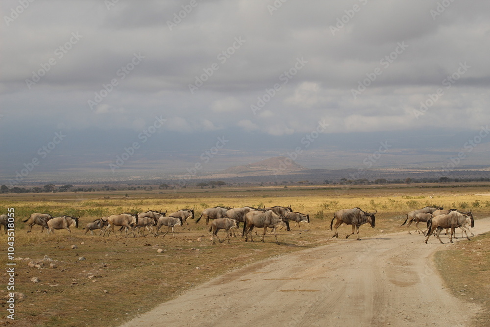 Troupeau de gnous dans la savane Troupeau de gnous dans la savane