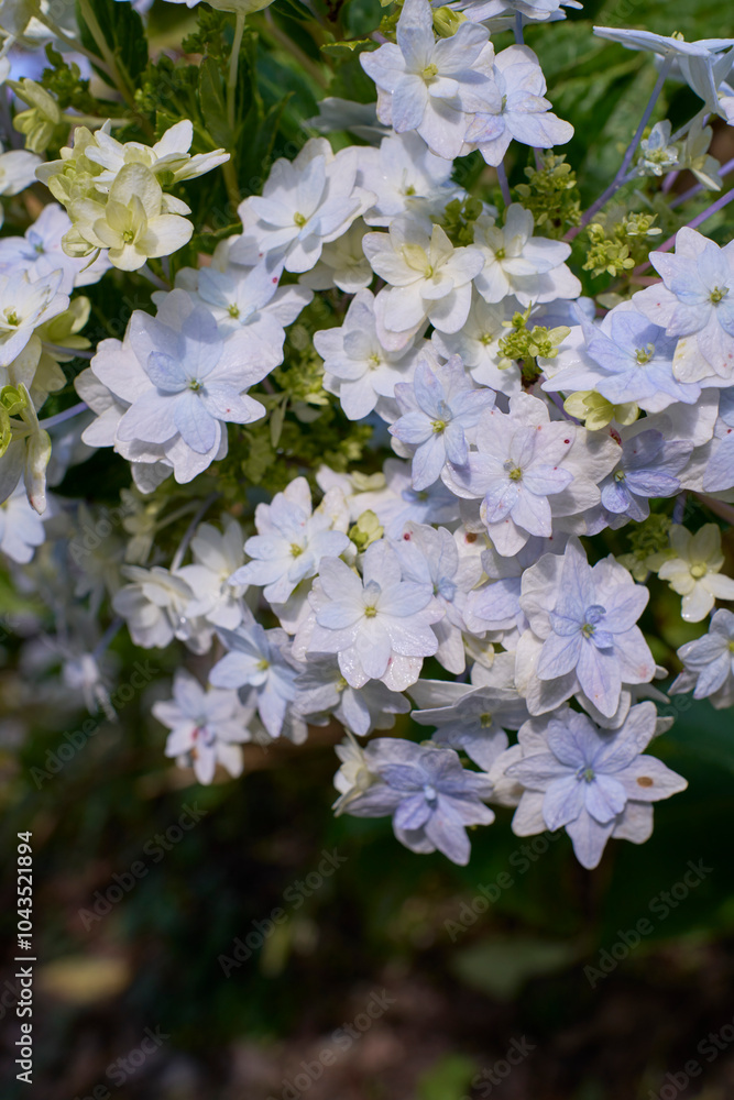 紫陽花の花 紫陽花の花