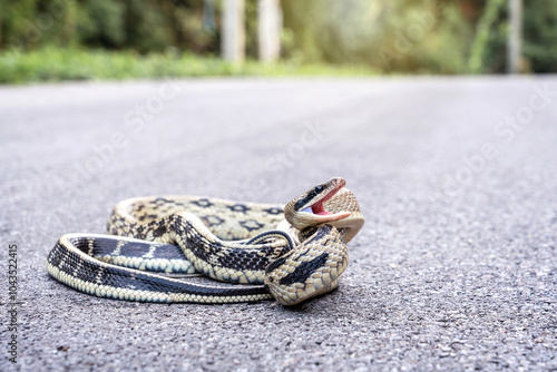 The snake is not dangerous. Yunnan beauty rat snake - Elaphe taeniura ssp. yunnanensis emerged from the forest and coiled on a mountain road in northern Thailand. photo