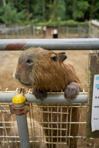 柵からこちらを覗くカピパラ photo