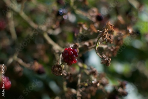 Baya roja en la Naturaleza