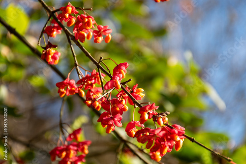 brightly colored wild plants in autumn, colorful vegetation