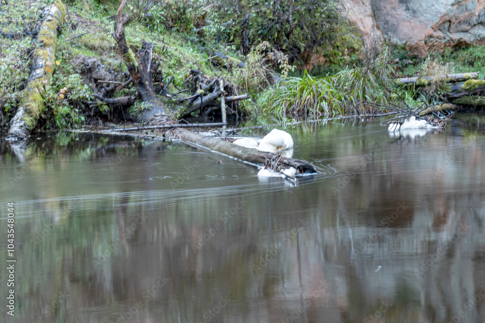 rapid flow of a wild river, blurred water surface, autumn in nature, Braslas river rapid flow of a wild river, blurred water surface, autumn in nature, Braslas river